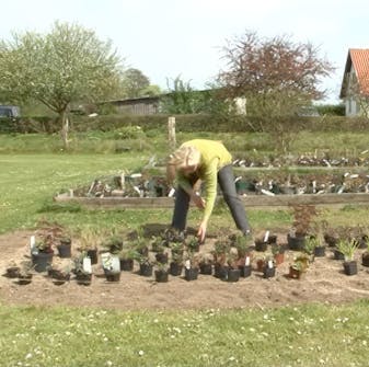 Plant staudene Plant staudene